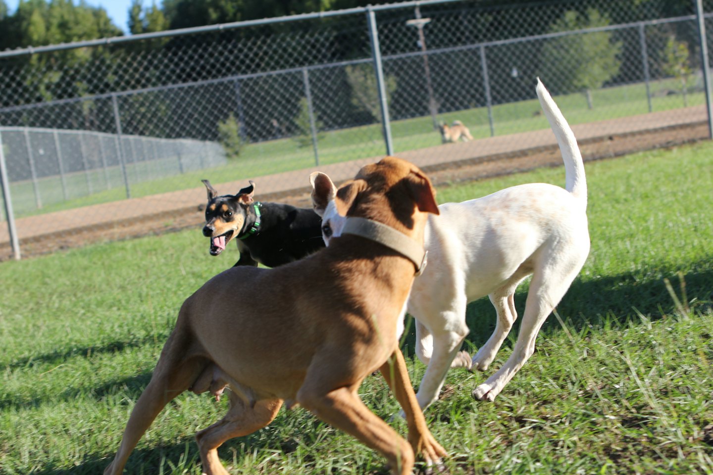 Tre cani giocano insieme in un parco soleggiato all'aperto.