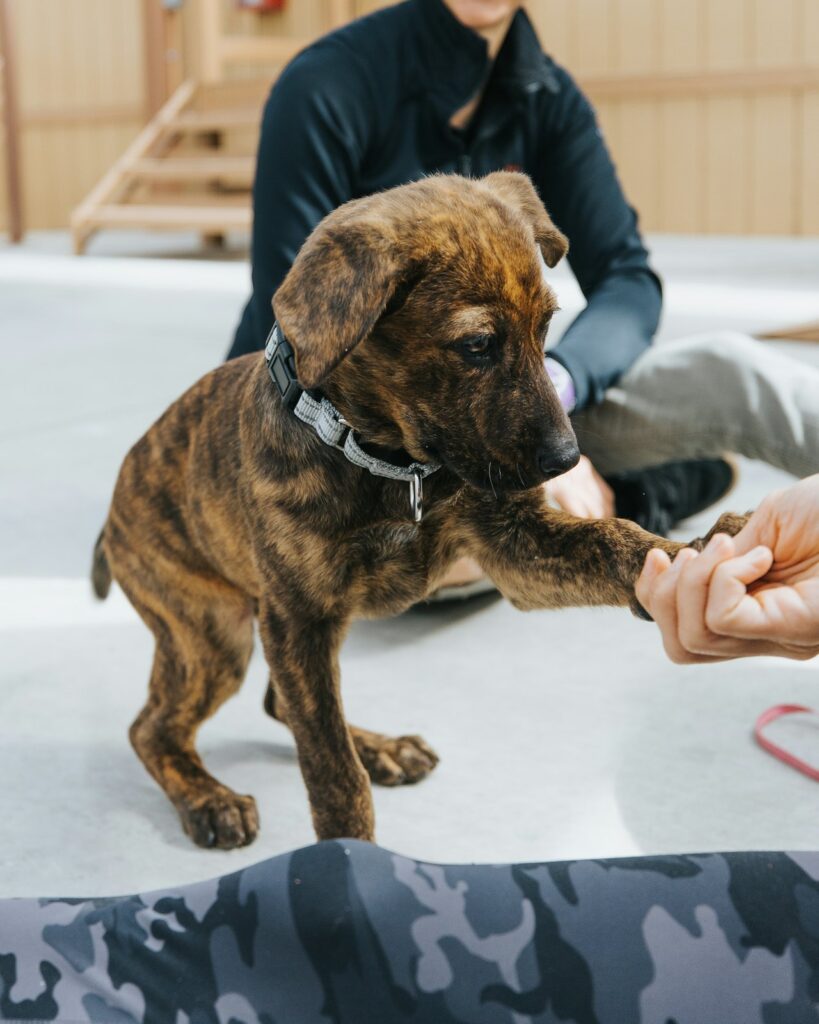 Masterclass Puppy Class e Gestione Cuccioli