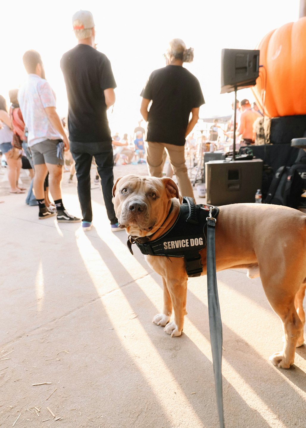 Un cane da assistenza con imbracatura si trova a un evento all'aperto.