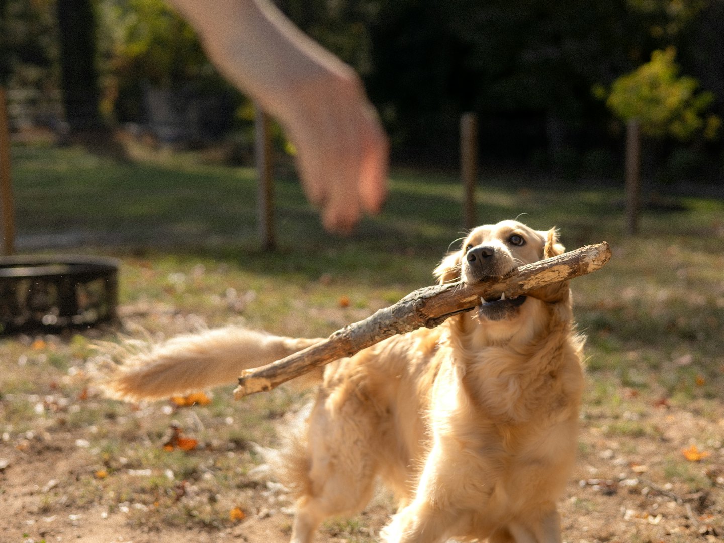 Un golden retriever porta un grosso bastone all'aperto.