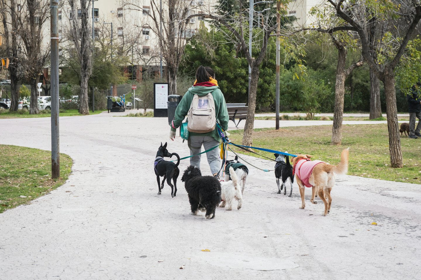 Un dog sitter guida cinque cani al guinzaglio lungo un sentiero nel parco.