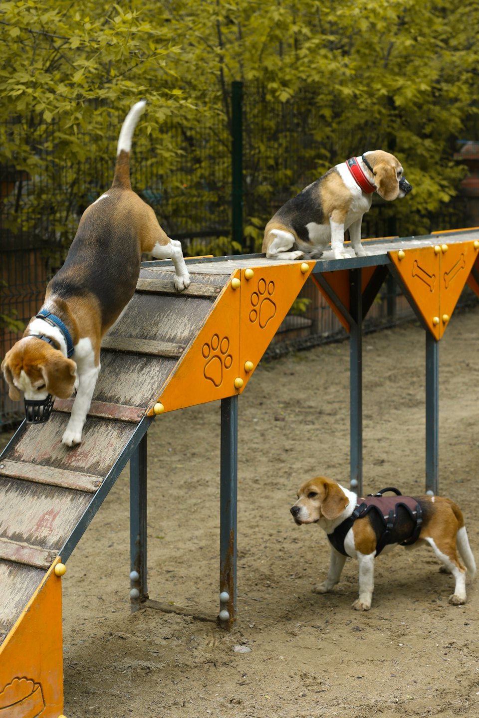 Tre beagle affrontano un percorso di agility all'aperto.