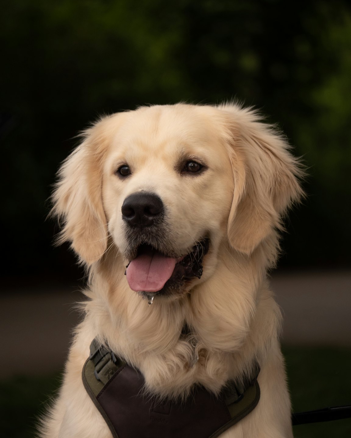 Golden Retriever con pettorina felice all'aperto.