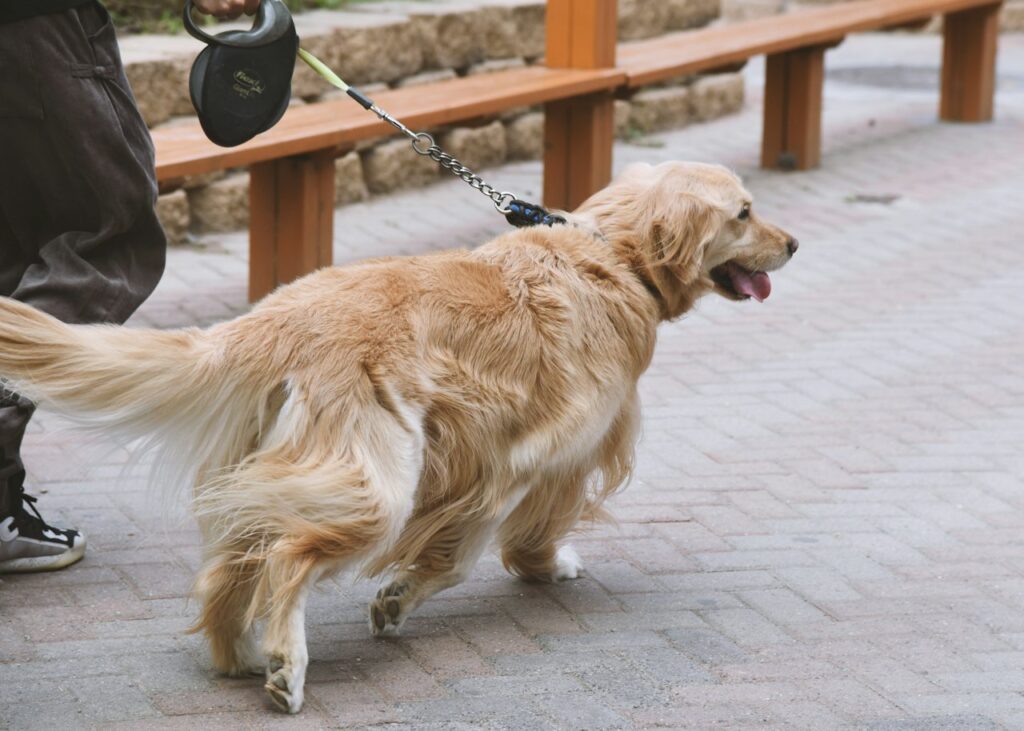 Corso per Dog Sitter Certificato