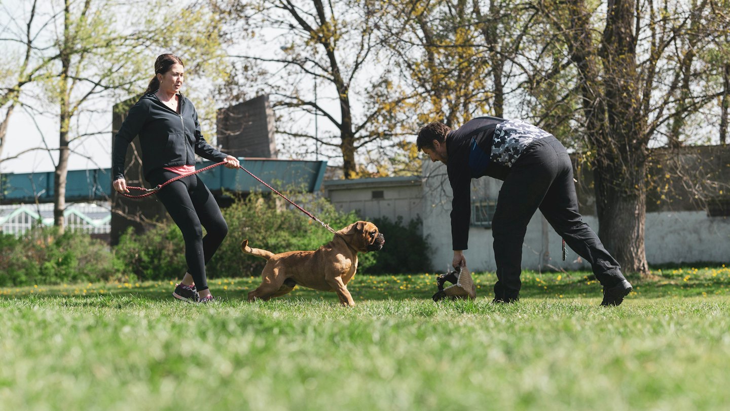 Due persone addestrano un Mastino in un campo.