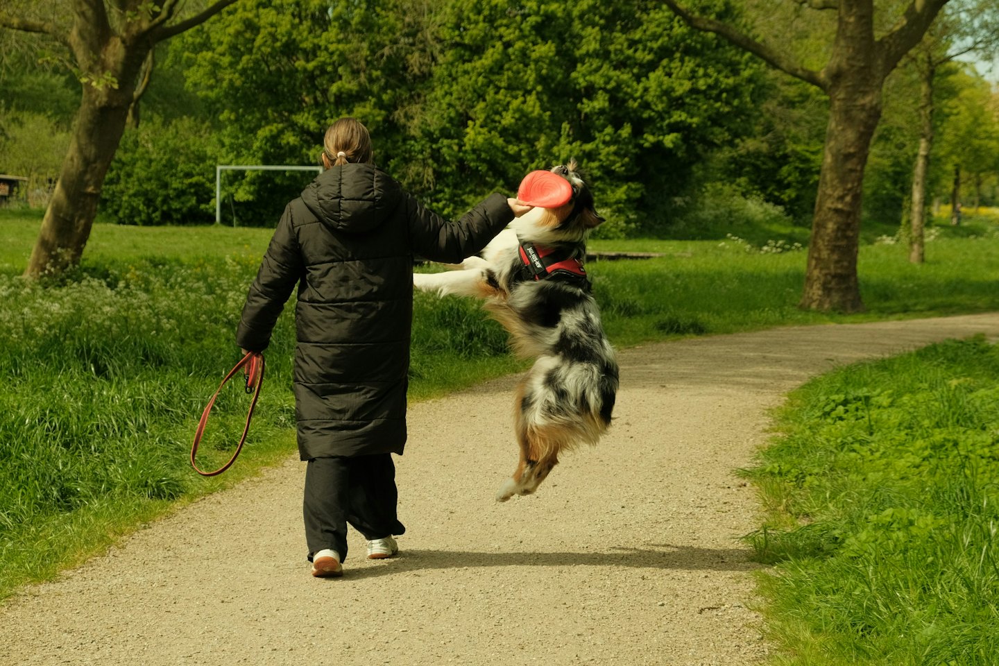 Persona su un sentiero di ghiaia gioca con un cane che salta.